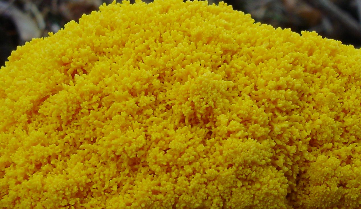 Bosco di Namos (BL) 25-06-2006